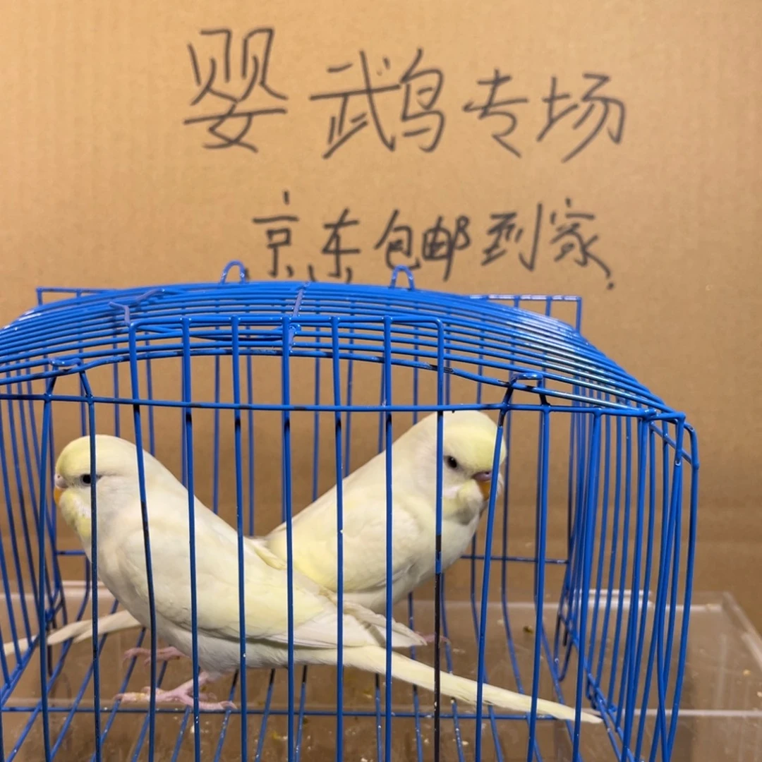 虎皮鹦鹉哈哈哈哈哈哈哈