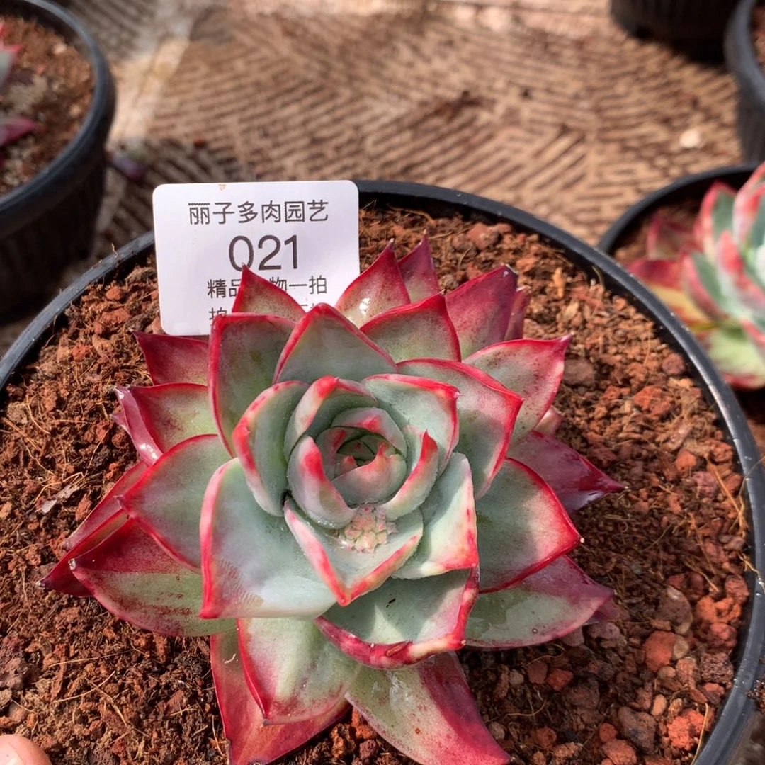 重****肉021惊鸿。单头。尺寸11。多肉植物