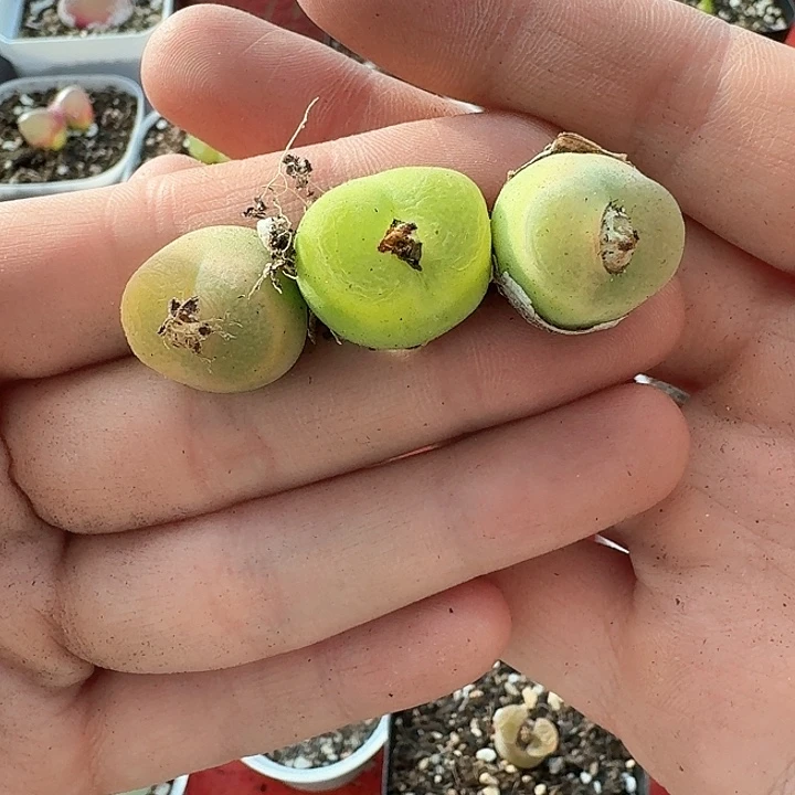 老马生石花哦泡三颗40