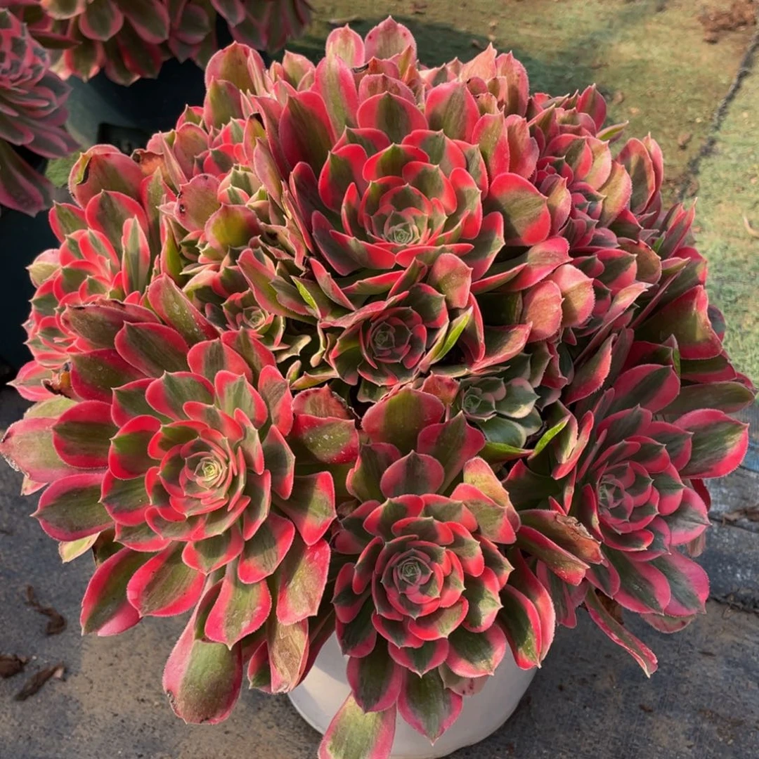 凯****e786初恋精品法师多肉