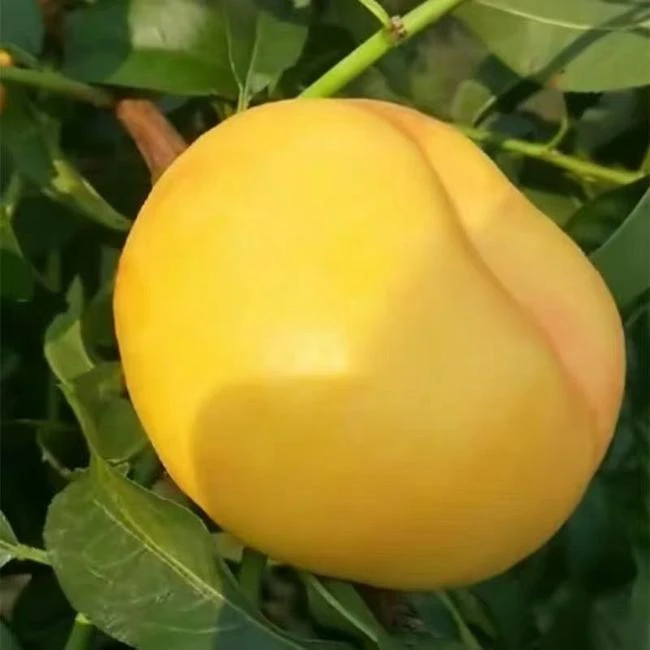 山东蒙阴油蟠桃新鲜应季水果现摘现发甜嫩多汁