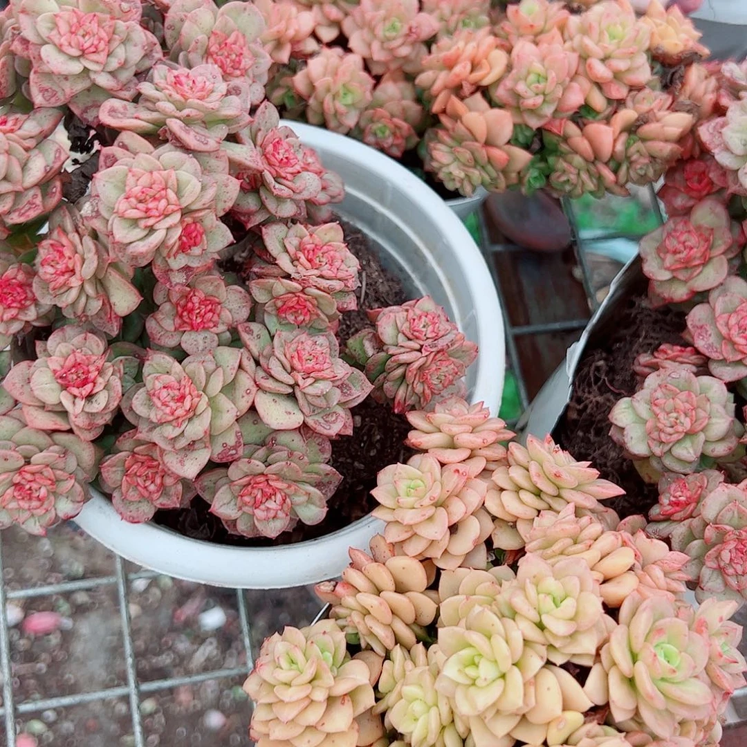 黄金蜡牡丹多头群生精品