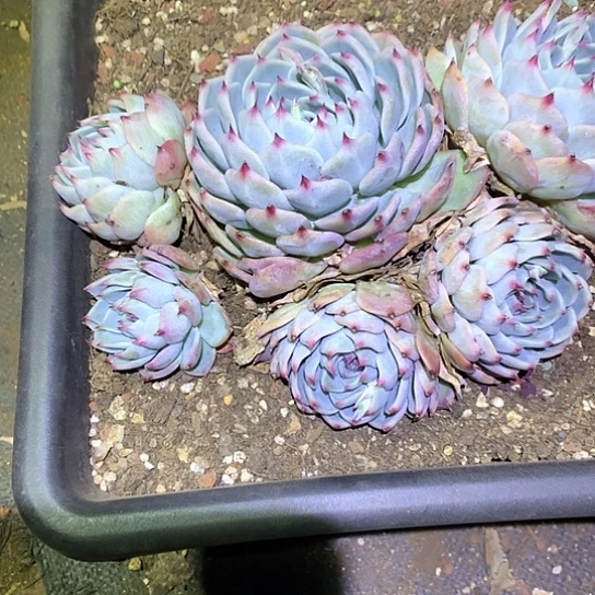 花*每周特价活动开始了