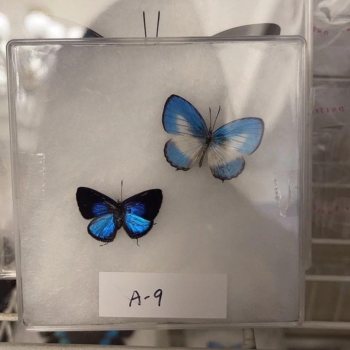 A-9灰蝶组合2只一物一图