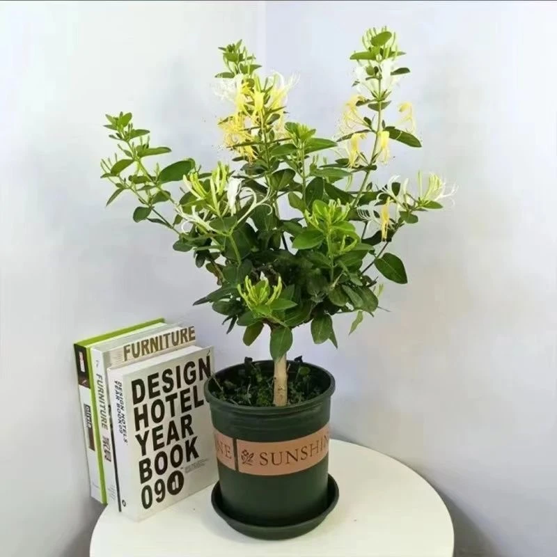 浓香带花苞金银花四季爬藤花卉树苗绿化适合阳台庭院种植