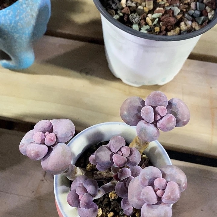 胭脂精品多肉桃蛋008