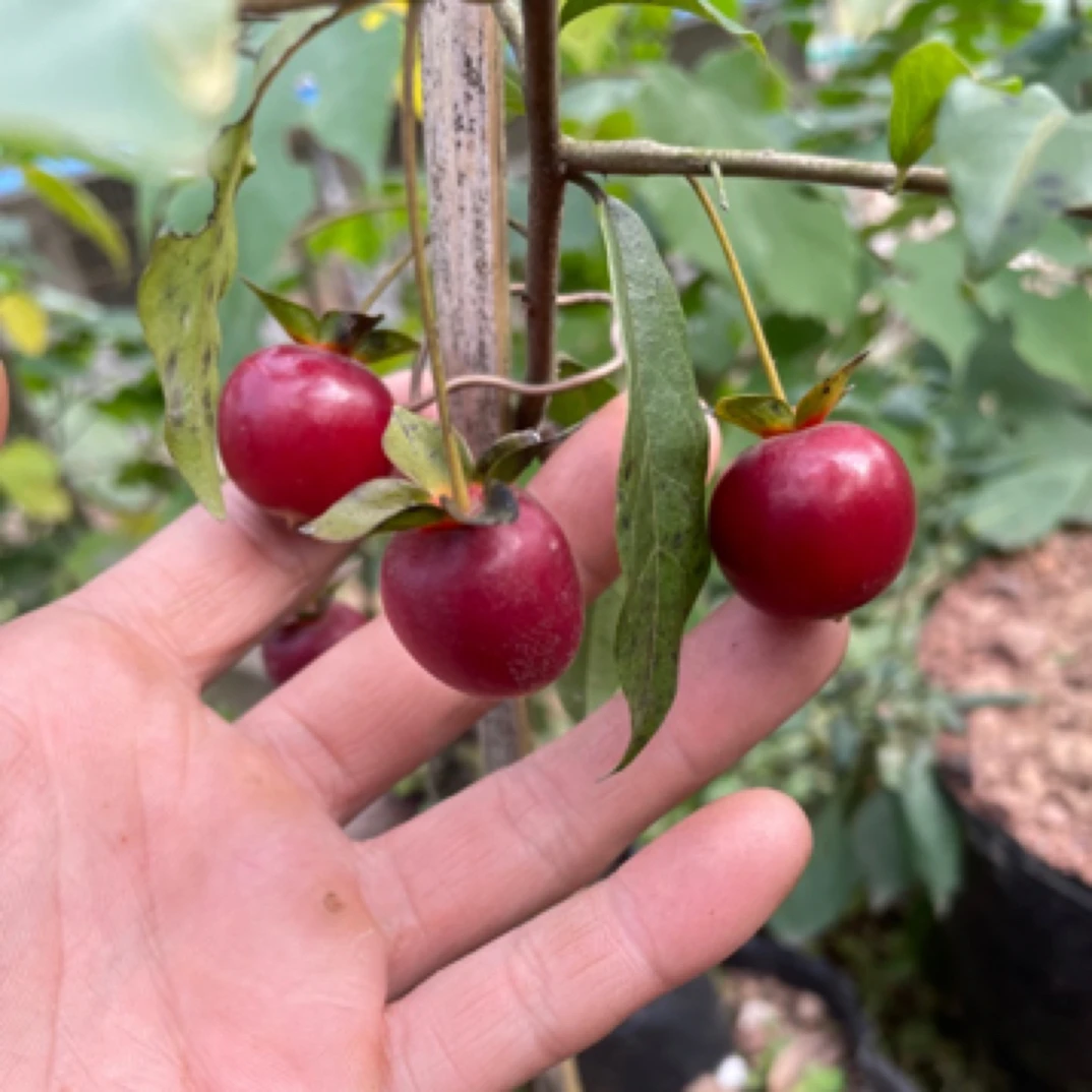 金弹子直播专用链接