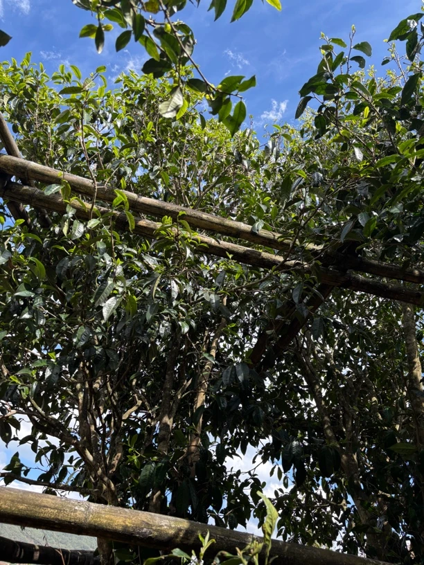 下播福利 357克饼茶