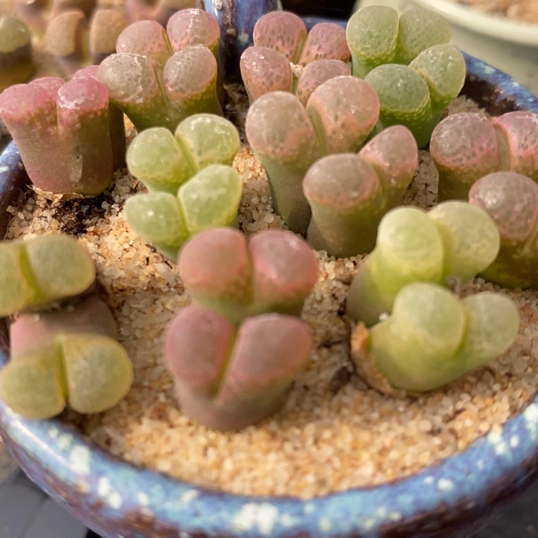 双头粉樱风铃2颗一组