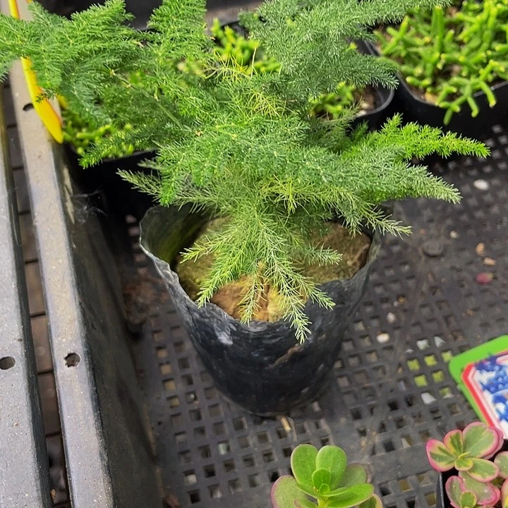 文竹1.8带盆土发