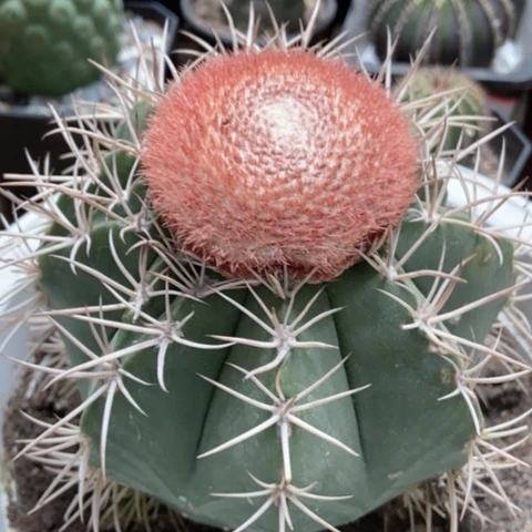 成云香入味20米仙人球