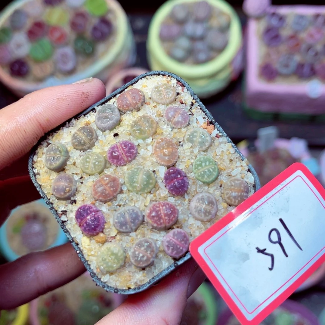 591生石花带盆发1