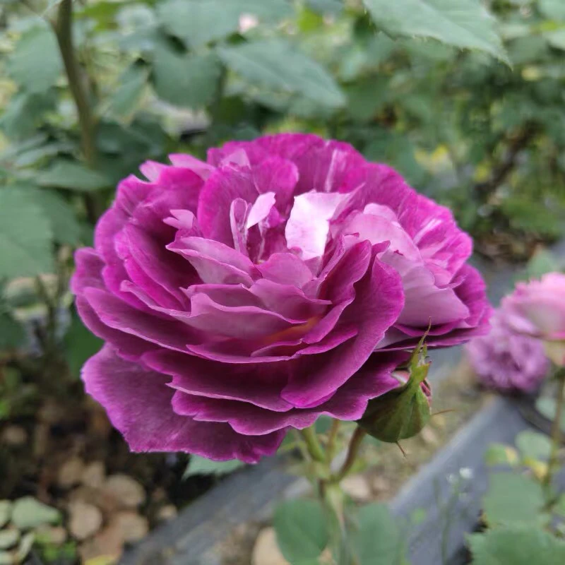 喜花仕花卉-合唱团高杆树状棒棒糖