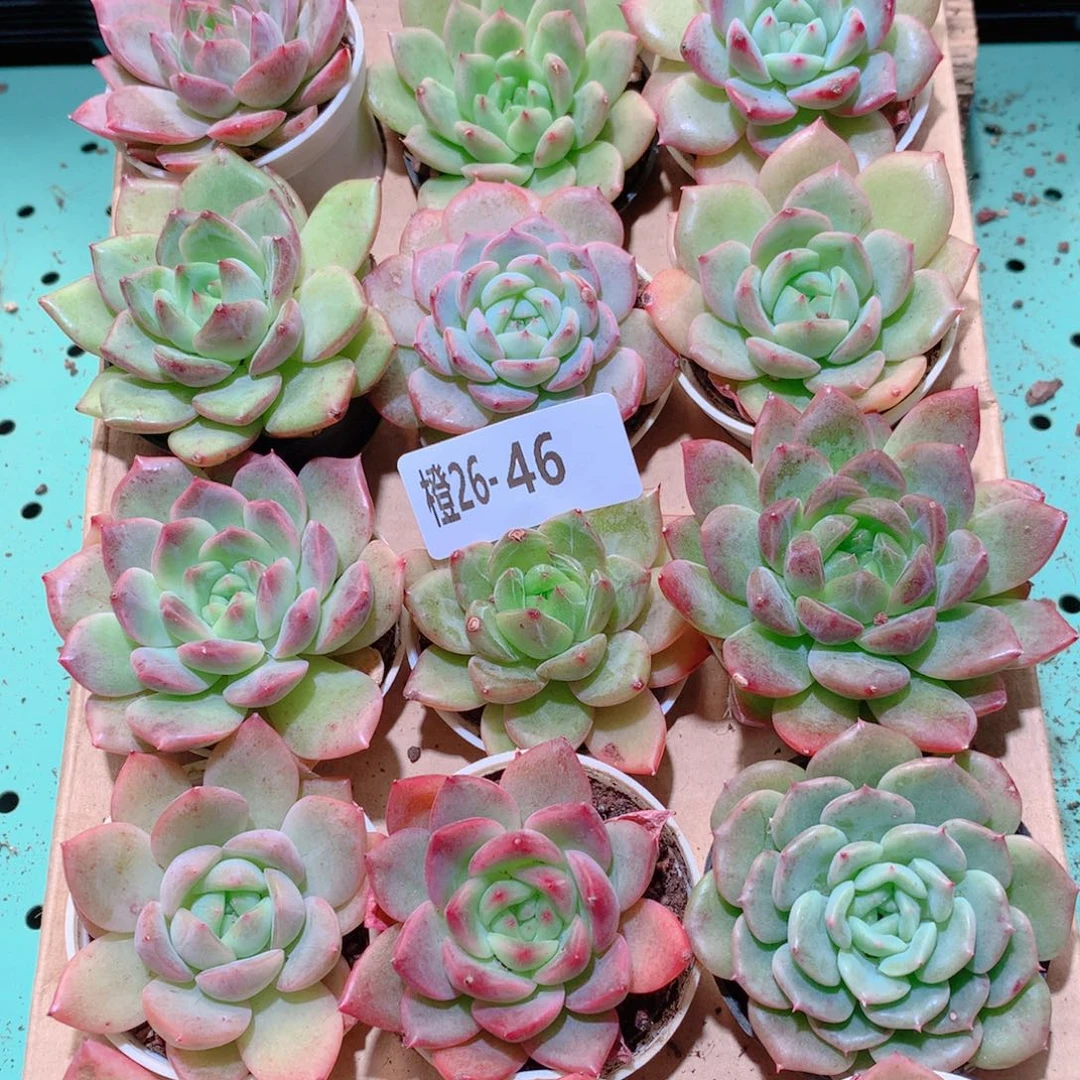 26-46一物一拍多肉带盆18颗