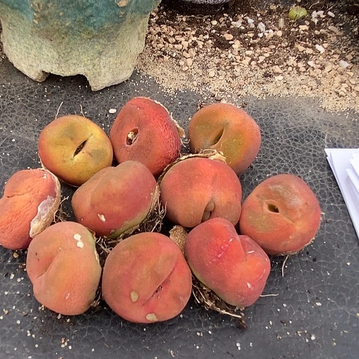 25557巨大巨大一颗         有伤