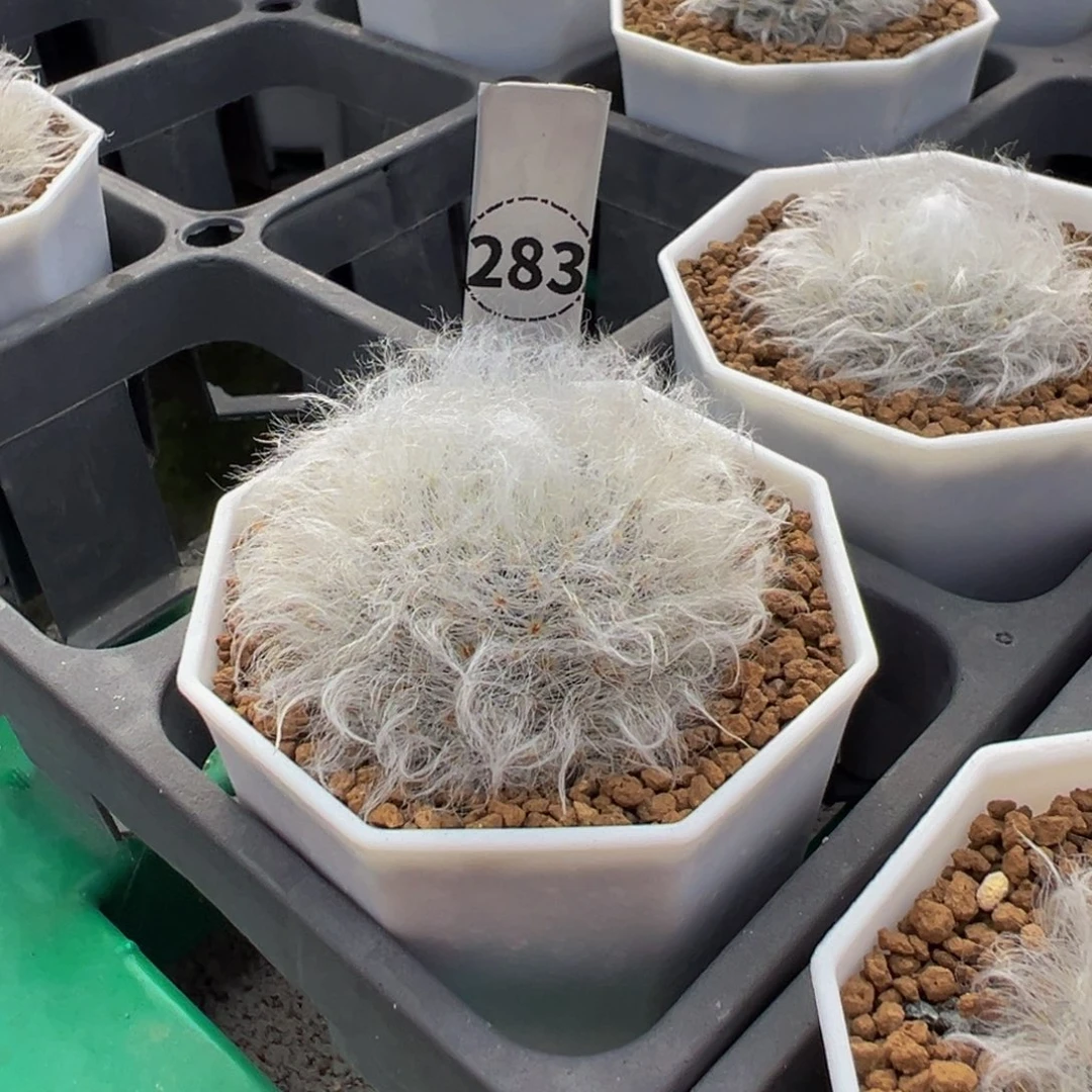 铅***子283实生根退钩刺白云高砂多肉植物带盆土