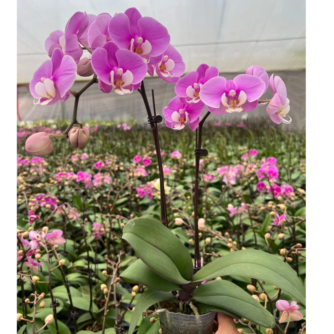 [安娜] 大花型蝴蝶兰3-4个月花期，带花花苞，好养易活 基地直发