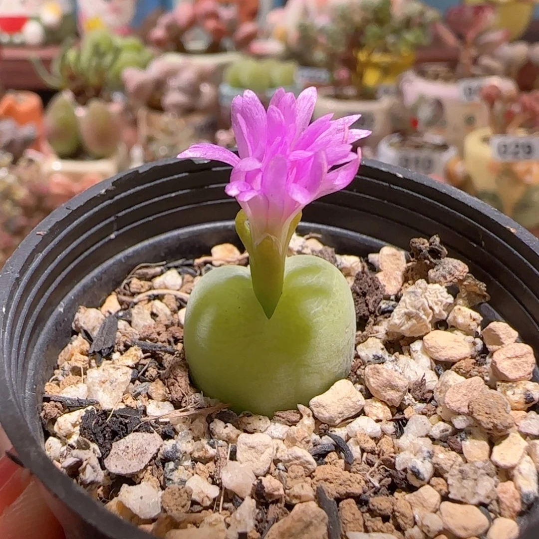 T翠光玉盆口3.5cm