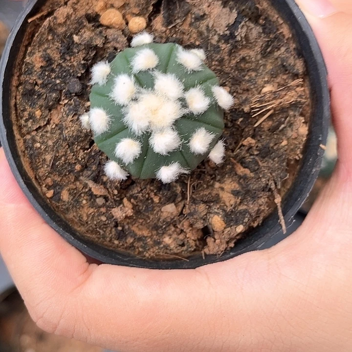 ****心大油琉璃3.1cm一物一拍