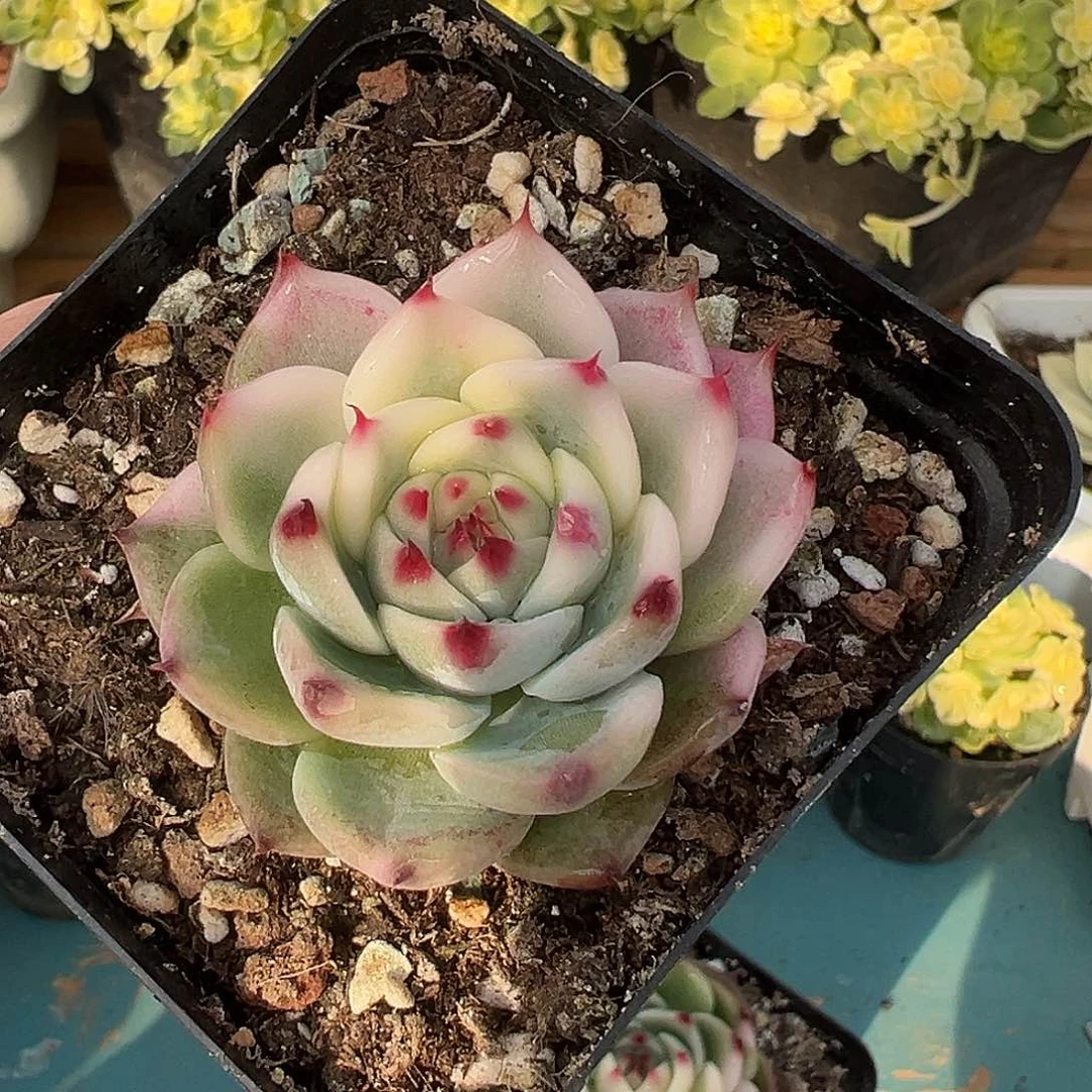 吉娃娃锦，半覆轮锦