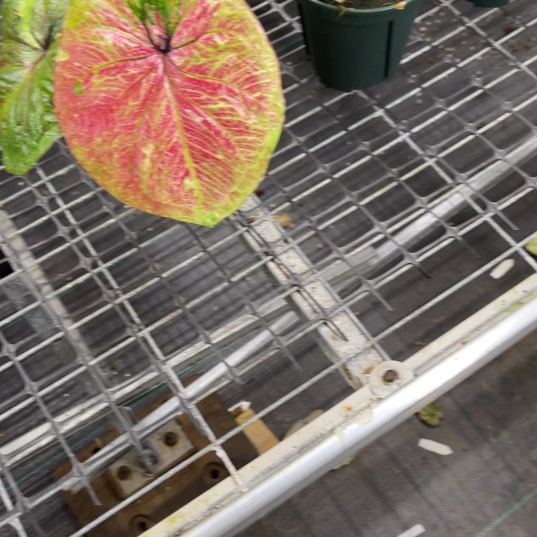 叶***子无花朵             226富翁不包售后