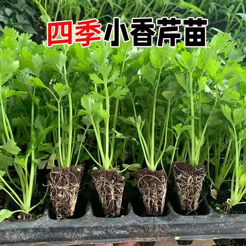 芹菜苗四季可种春秋高产云南光发货适合阳台盆栽
