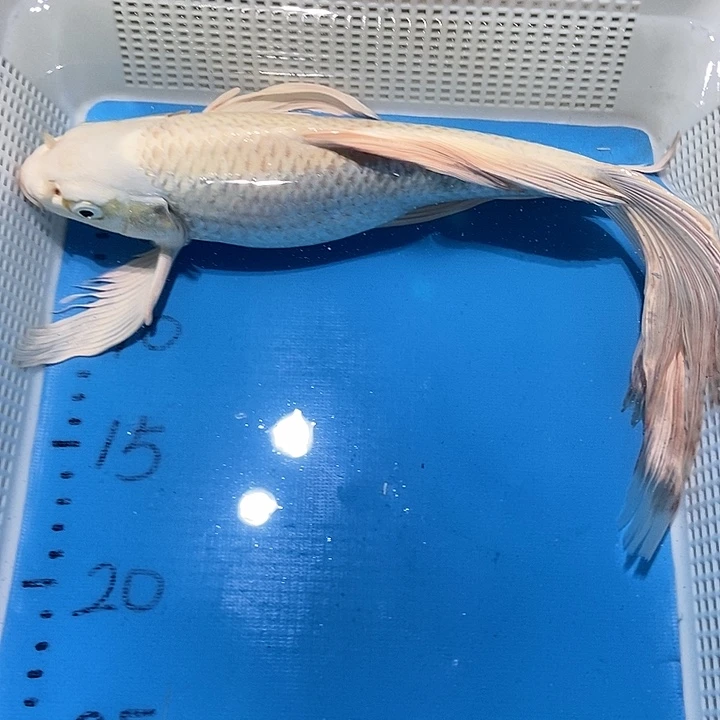 锦鲤锦鲤包邮包售后