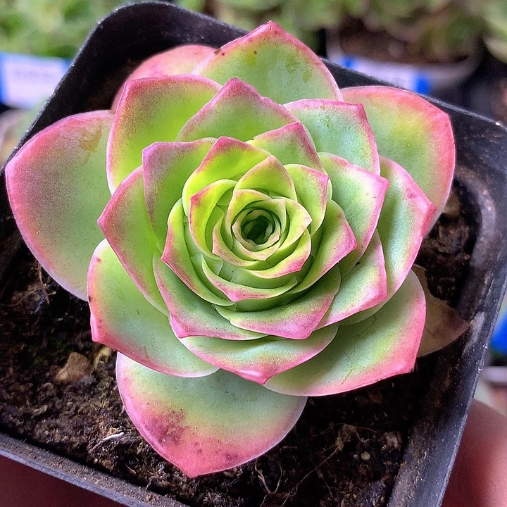 一物一拍星辰紫陌尘172