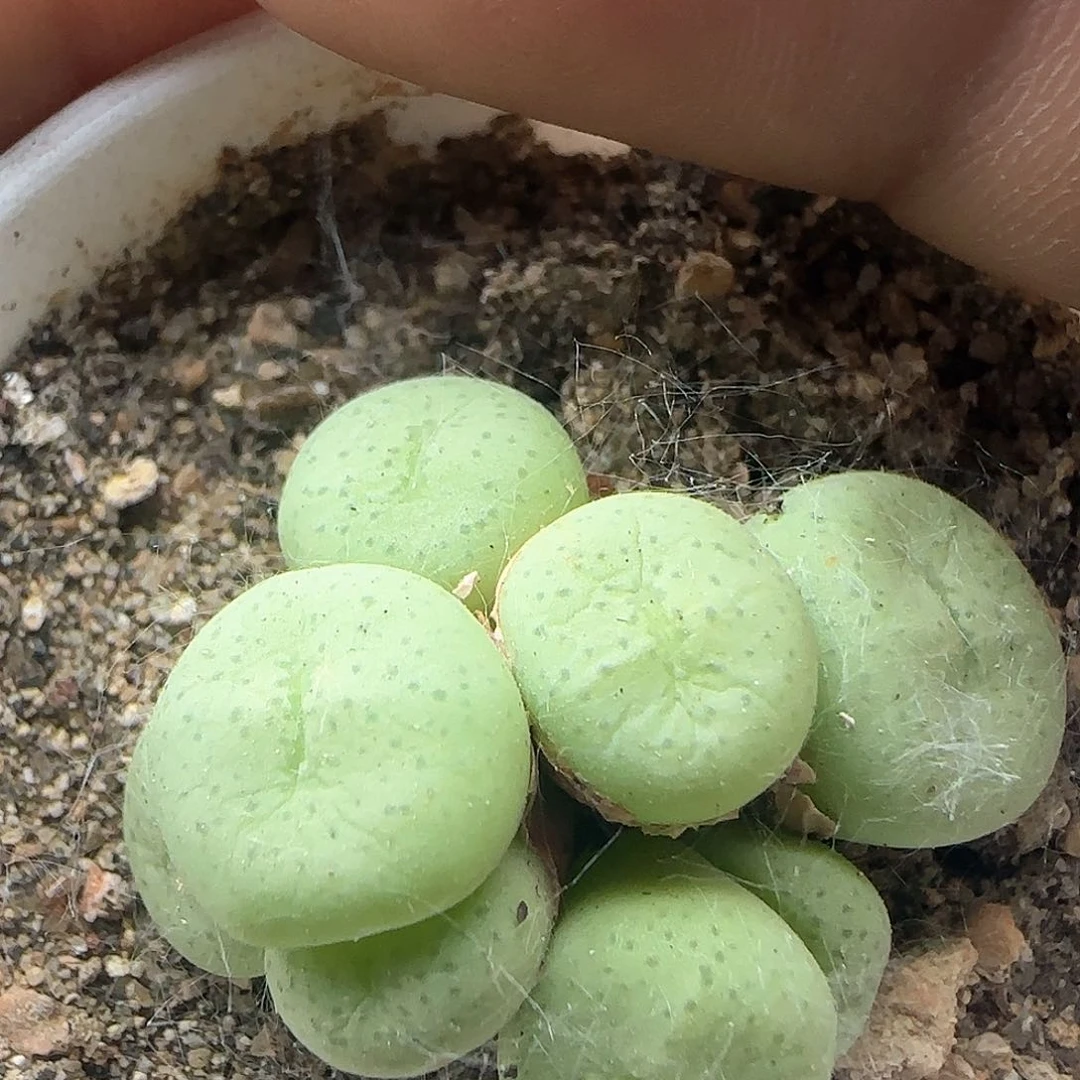 紫花小饼杂交38026