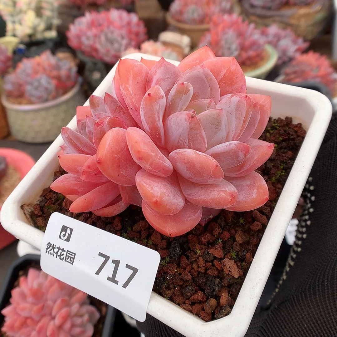 717橘子梦露多肉植物666