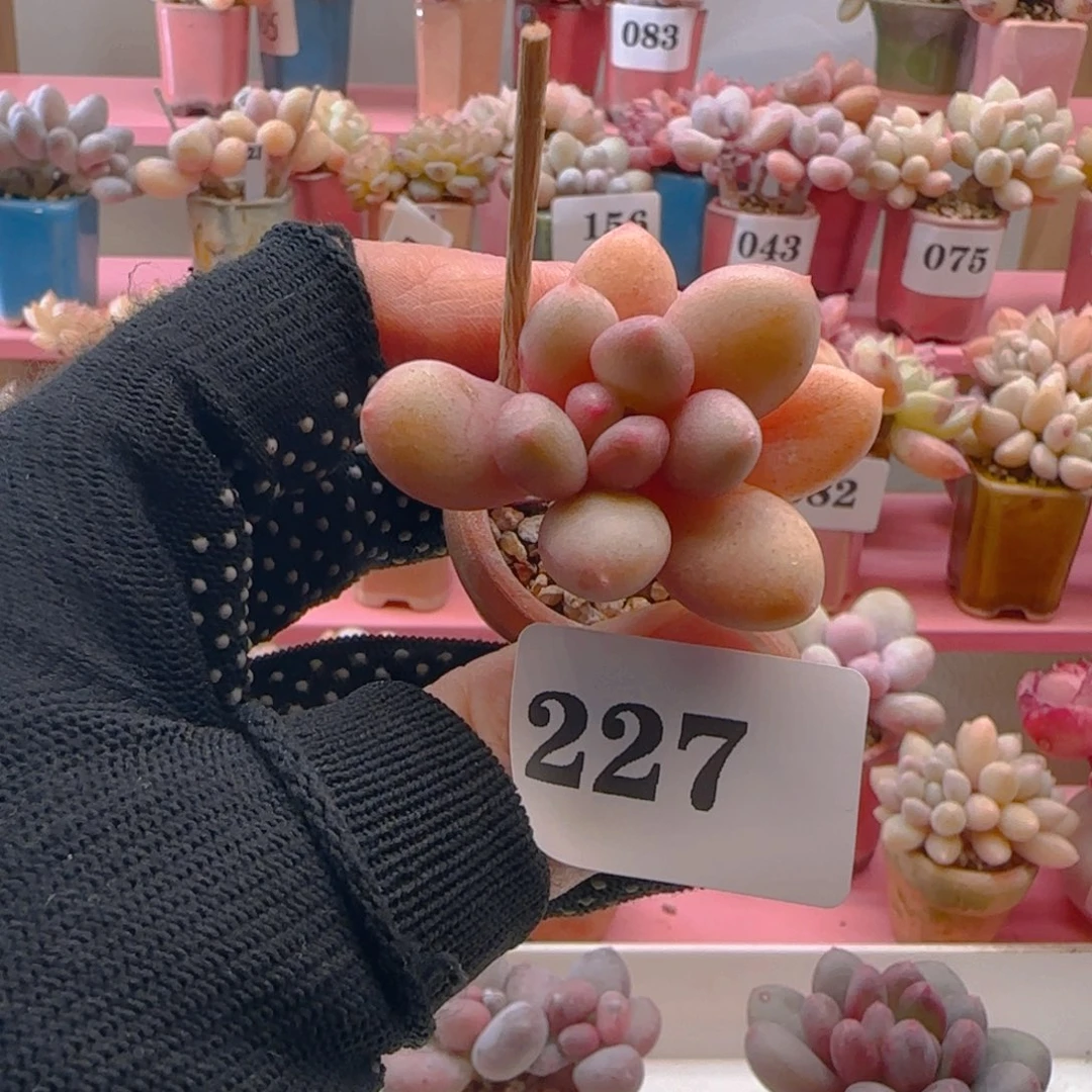 @***言宝石美人227 ，带盆土发货，满38包邮非偏远。