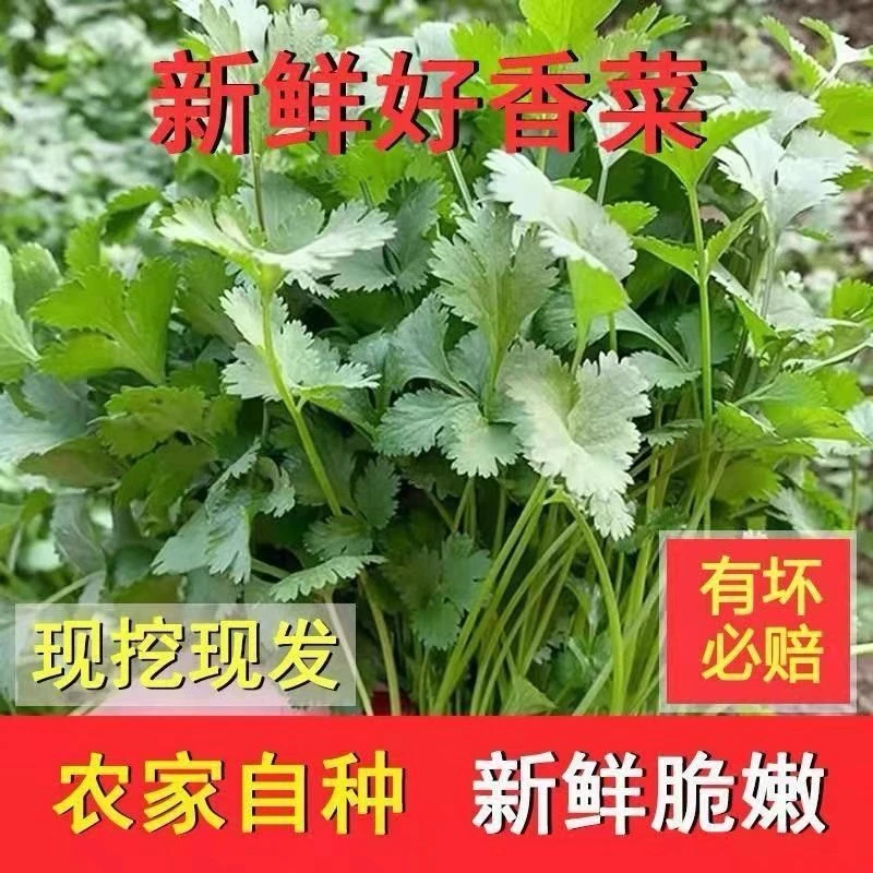 香菜东北农村小园自种现挖现发