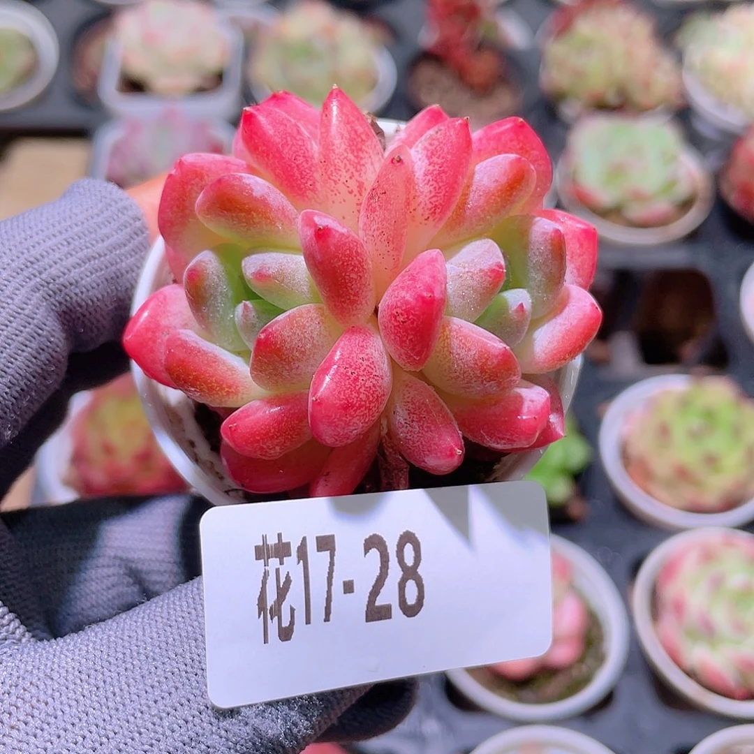 花利美17-28冰娃娃