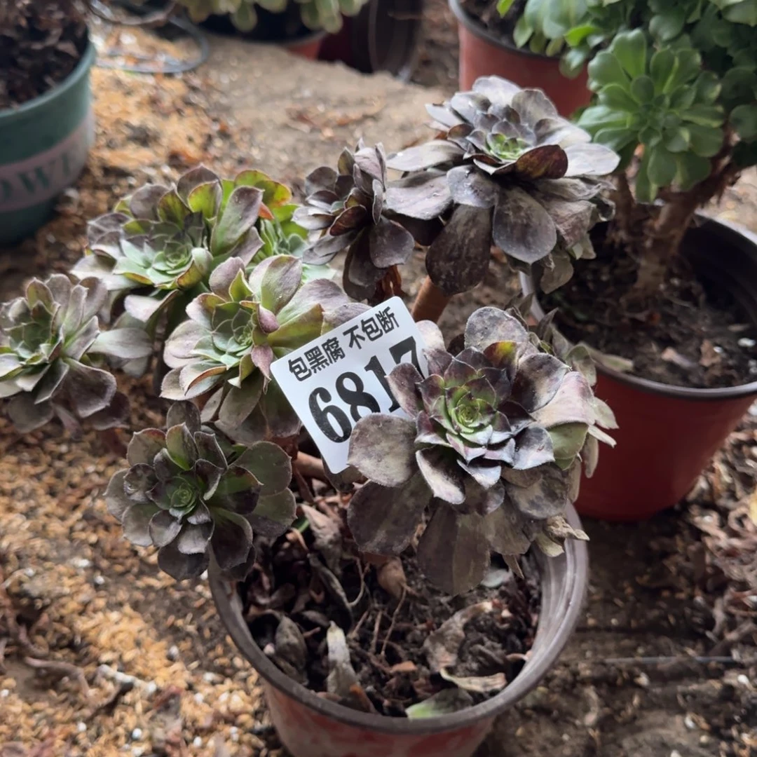 法师墨染6817 19-50