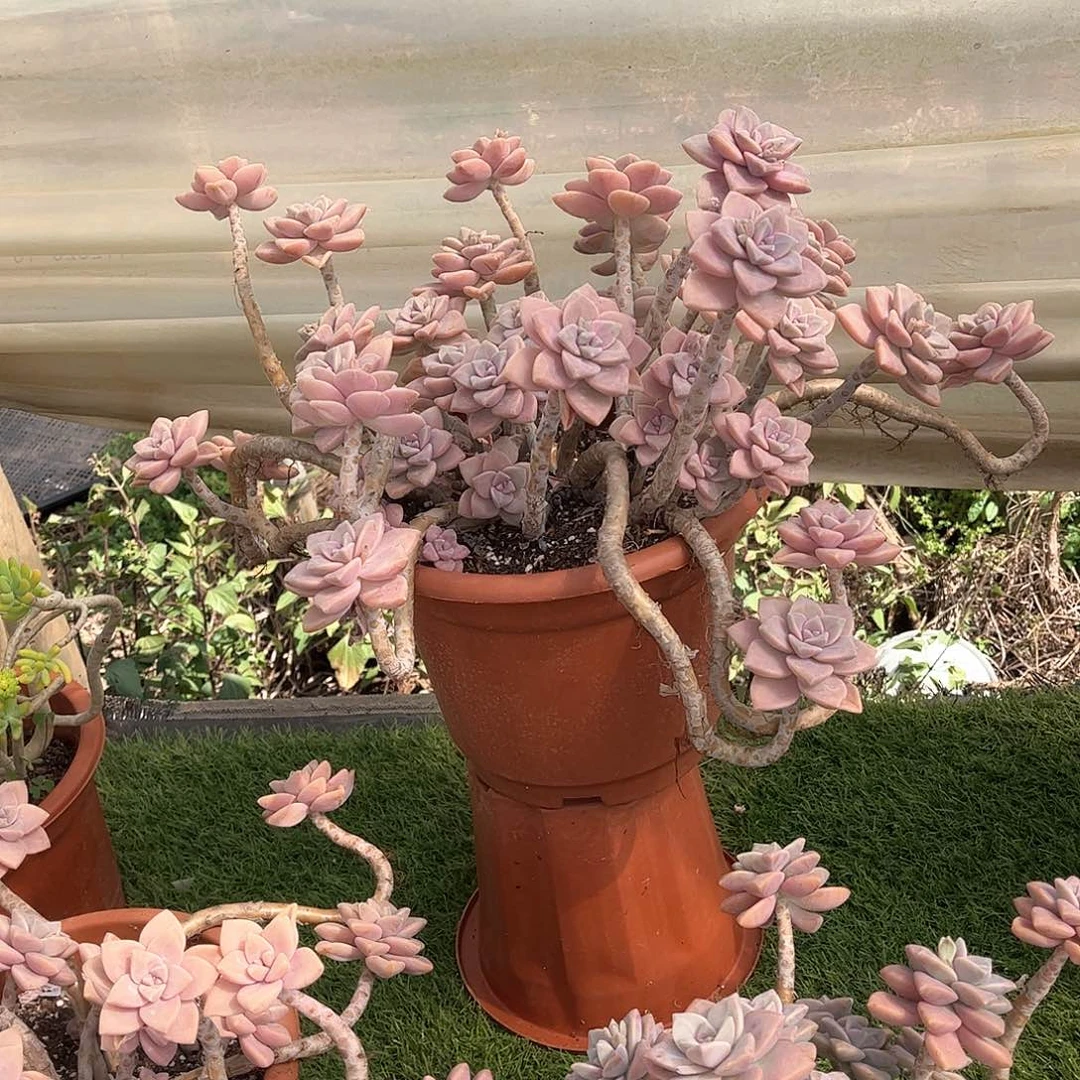 ～***～杏美人多肉植物保护33