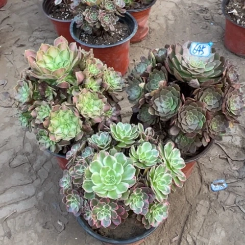 645多肉植物组合，