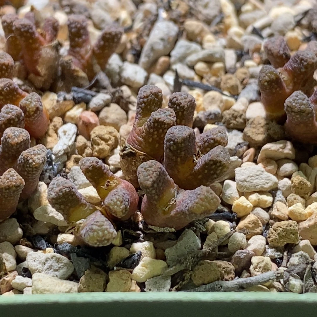 一颗群生火柴头红色