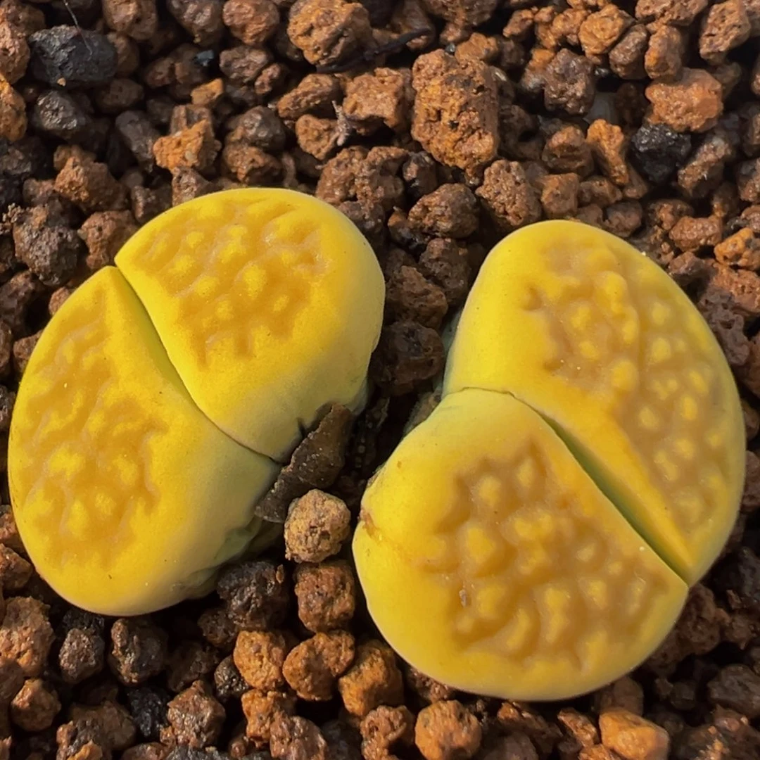 154多肉植物百科植物