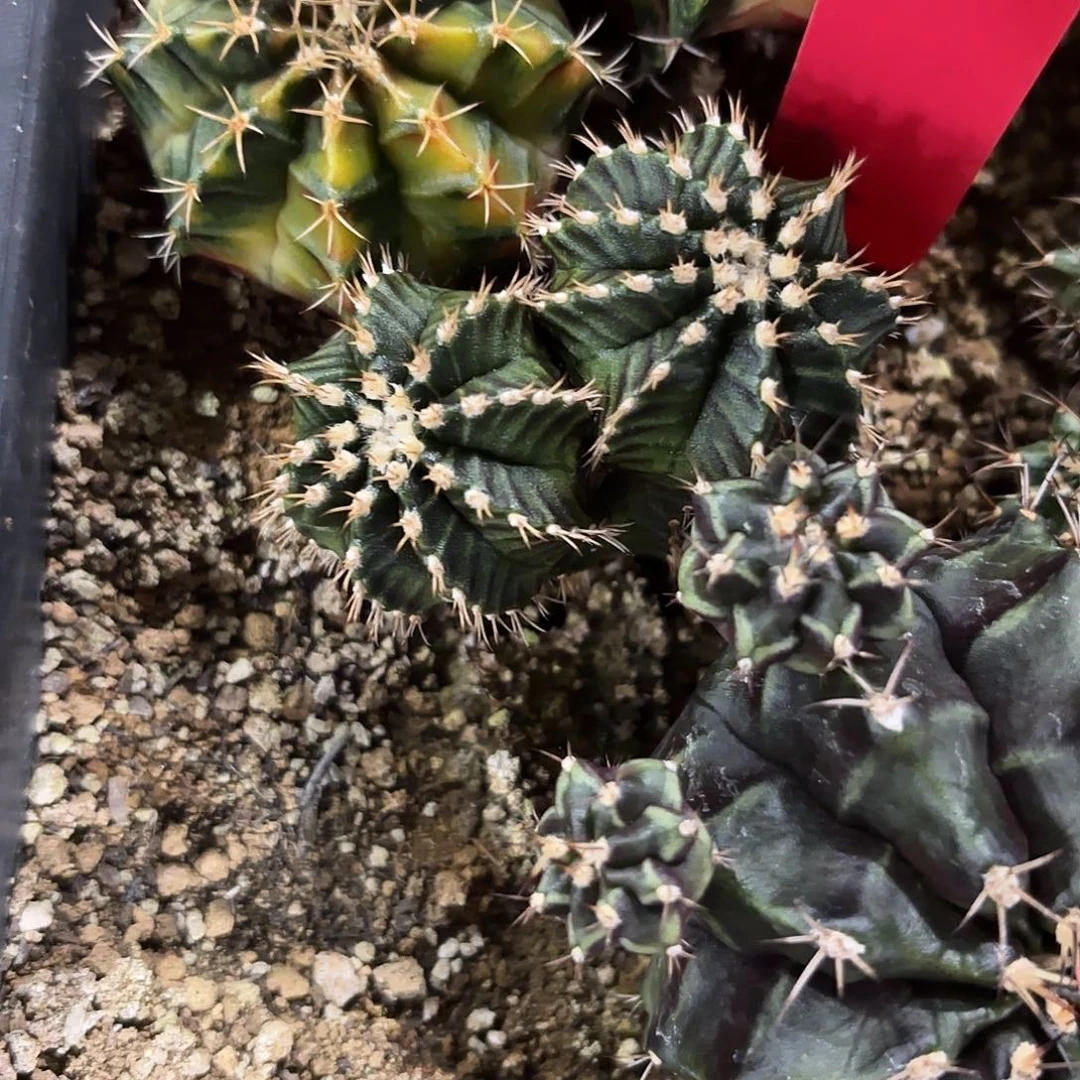 274-1107泰国发货多肉