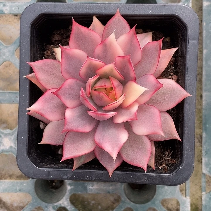 谭***阳宝莲灯锦一物一拍锦龙