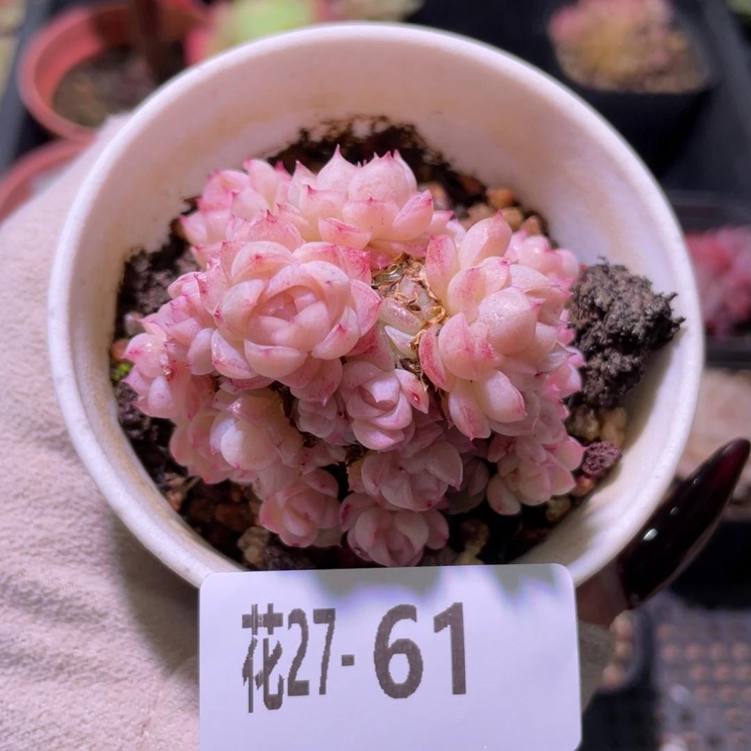 花利美20-61麦秆群