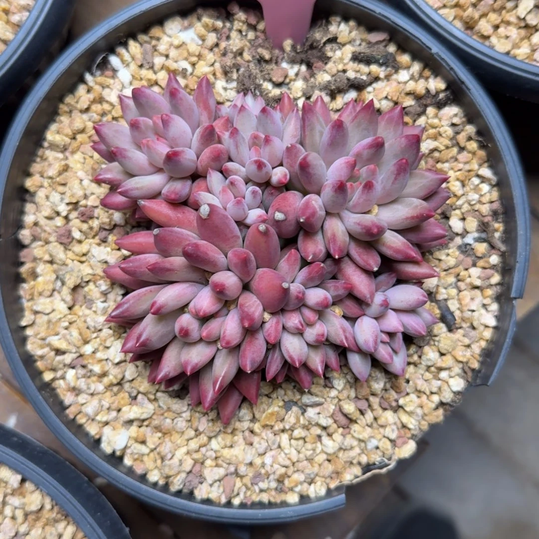 虞美人小群111111111111111