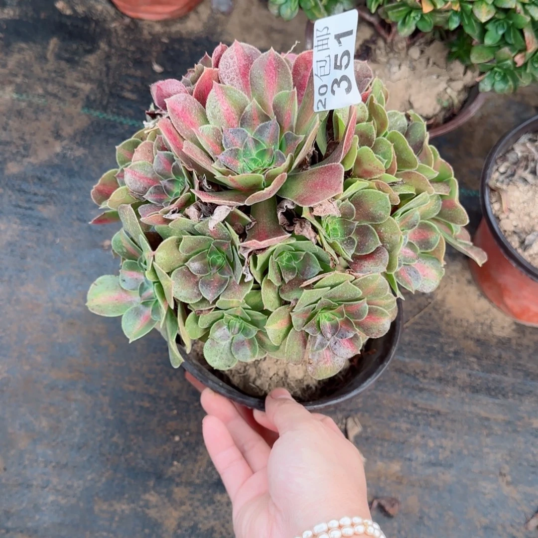 女中351满20包邮断枝不包