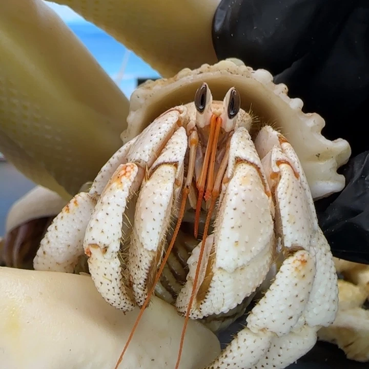 A40白毛球2.0cm口径