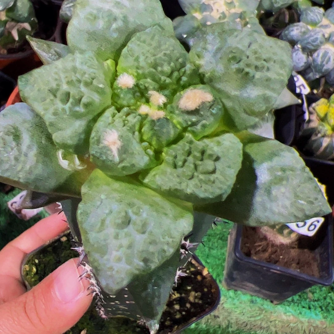 无花朵哥怒牡丹603