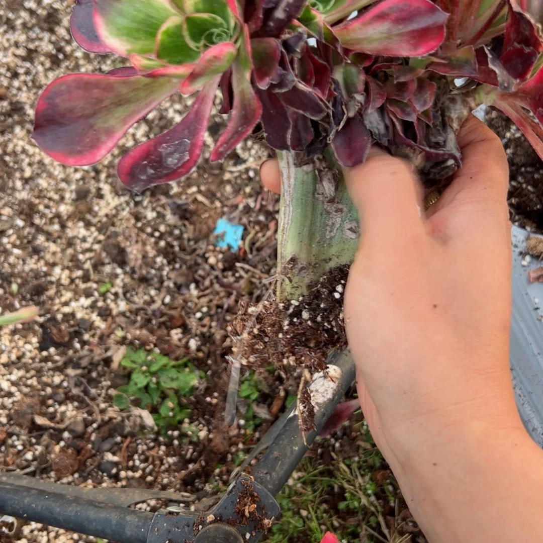 496 号多肉植物法师新年福利