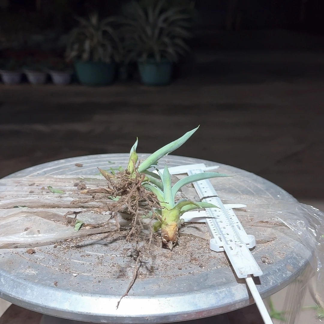 薰衣草夫人龙舌兰2颗