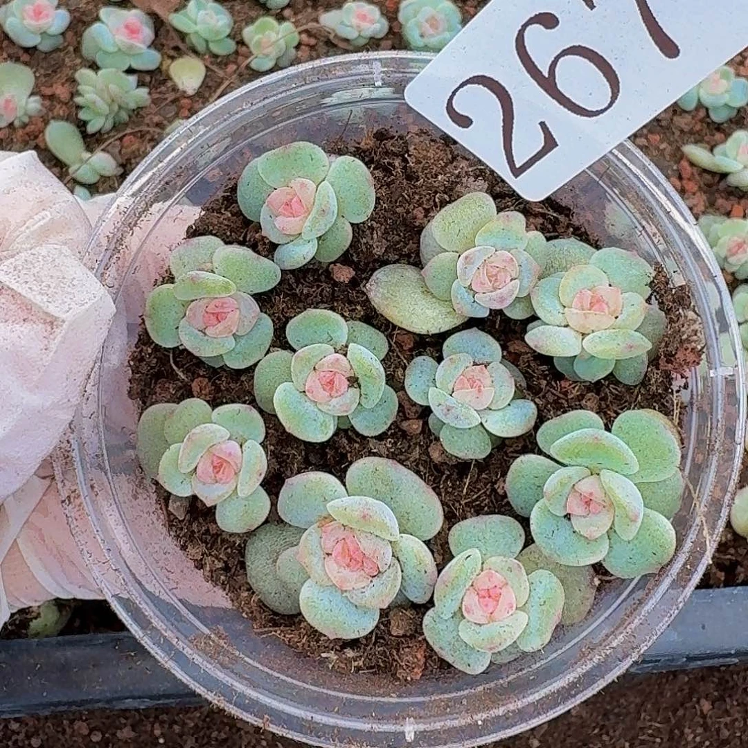 多肉植物多肉植物267