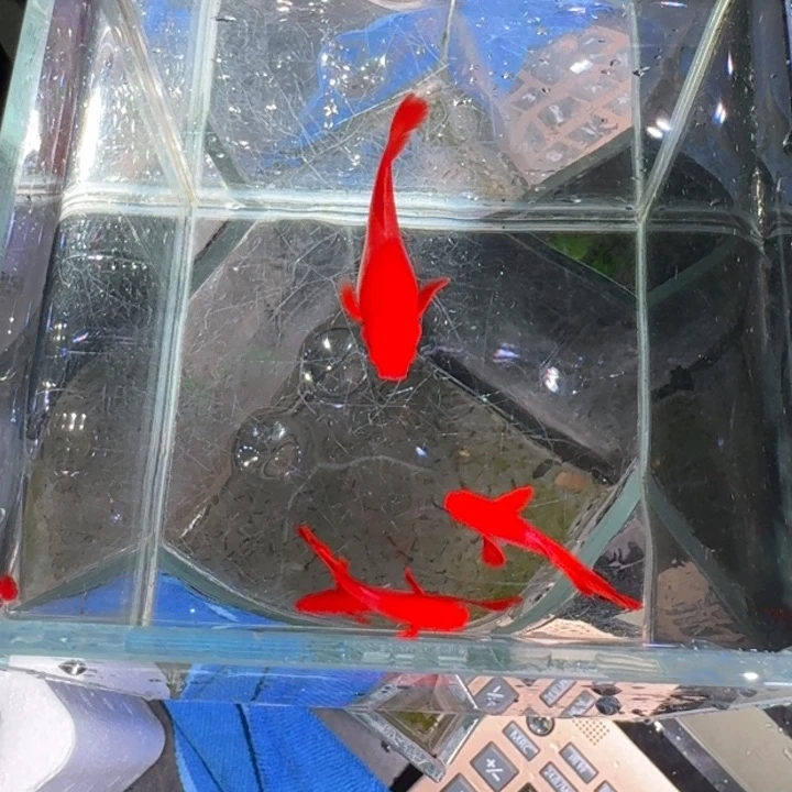 孔雀鱼双分水大通背