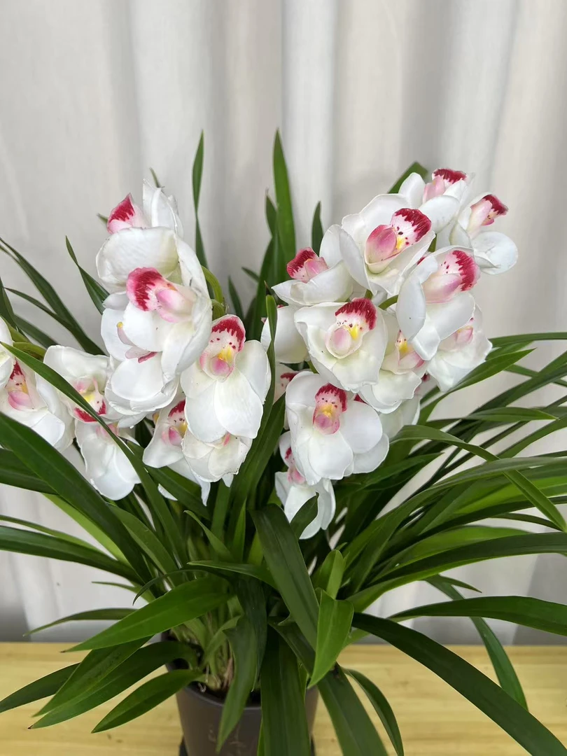 精品高端名贵兰花【朱砂映雪8-12苗】起花卉室内外好养四季开花浓香